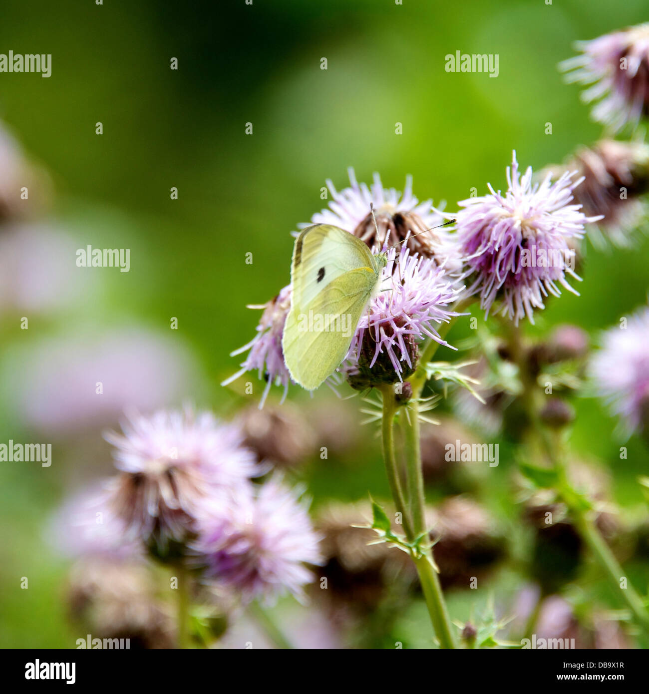 A Betchworth, Surrey, Regno Unito. Il 26 luglio 2013. Una piccola farfalla bianca si appoggia su un fiore di cardo in una zona umida prateria sulle rive del Fiume Mole a Betchworth, Surrey venerdì 26 luglio 2013. Credito: Foto di Lindsay Constable /Alamy Live News Foto Stock