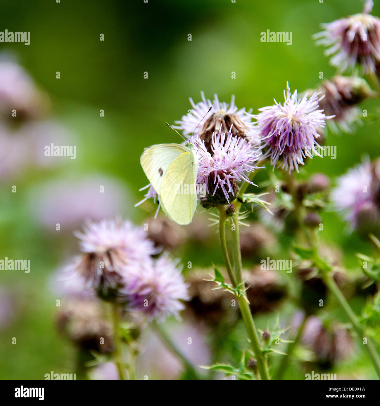 A Betchworth, Surrey, Regno Unito. Il 26 luglio 2013. Una piccola farfalla bianca si appoggia su un fiore di cardo in una zona umida prateria sulle rive del Fiume Mole a Betchworth, Surrey venerdì 26 luglio 2013. Credito: Foto di Lindsay Constable /Alamy Live News Foto Stock