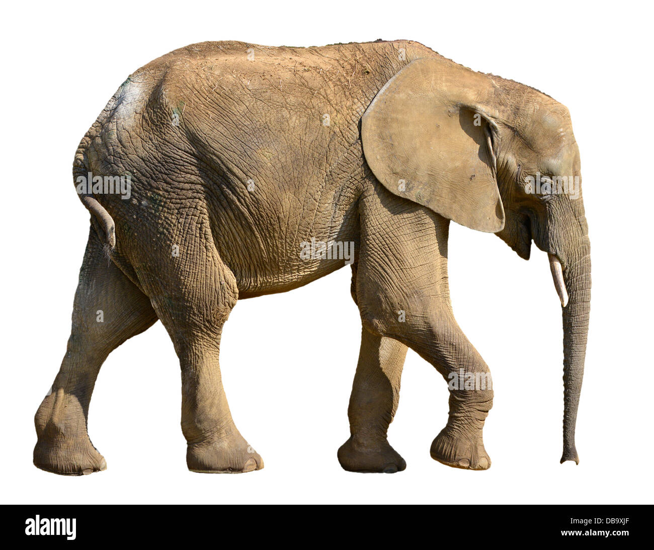 Elefante africano (Loxodonta africana) di profilo pochi isolati su sfondo bianco Foto Stock