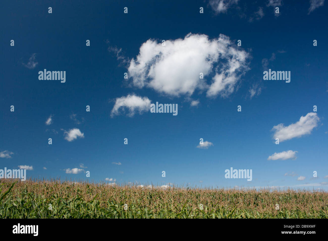 Cielo blu con nuvole cumulus e campo di grano Foto Stock