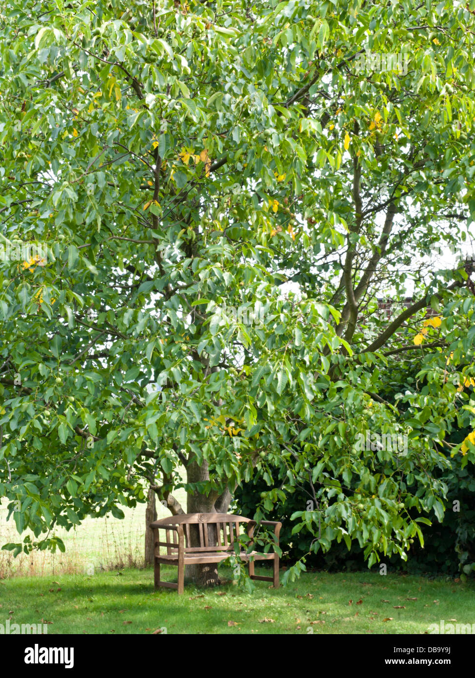 Noce inglese (Juglans regia) Foto Stock