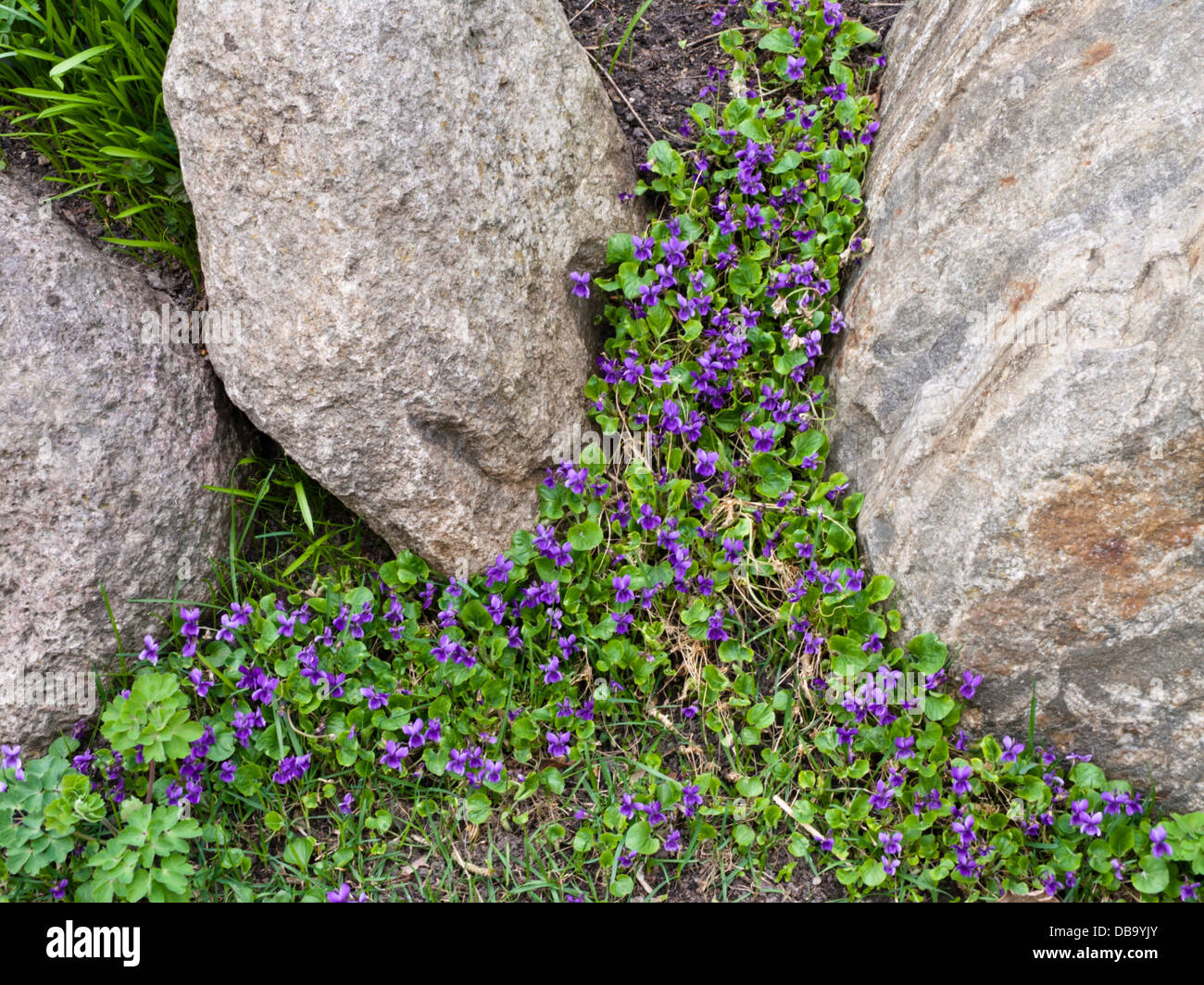 Viola Mammola (viola odorata) Foto Stock
