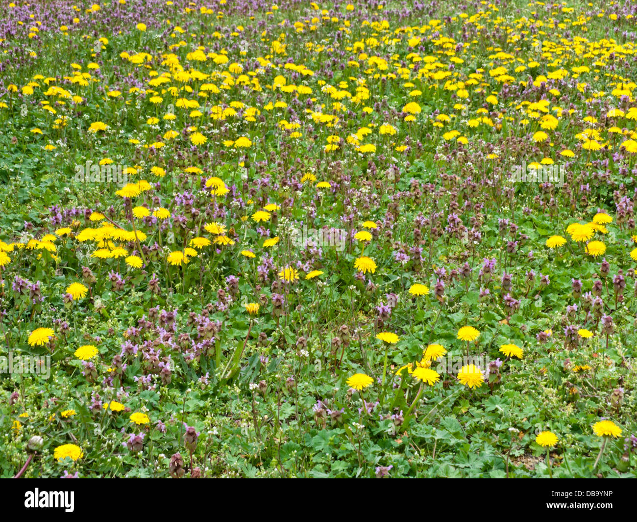 Comune di tarassaco (Taraxacum officinale) e red dead ortica (Lamium purpureum) Foto Stock