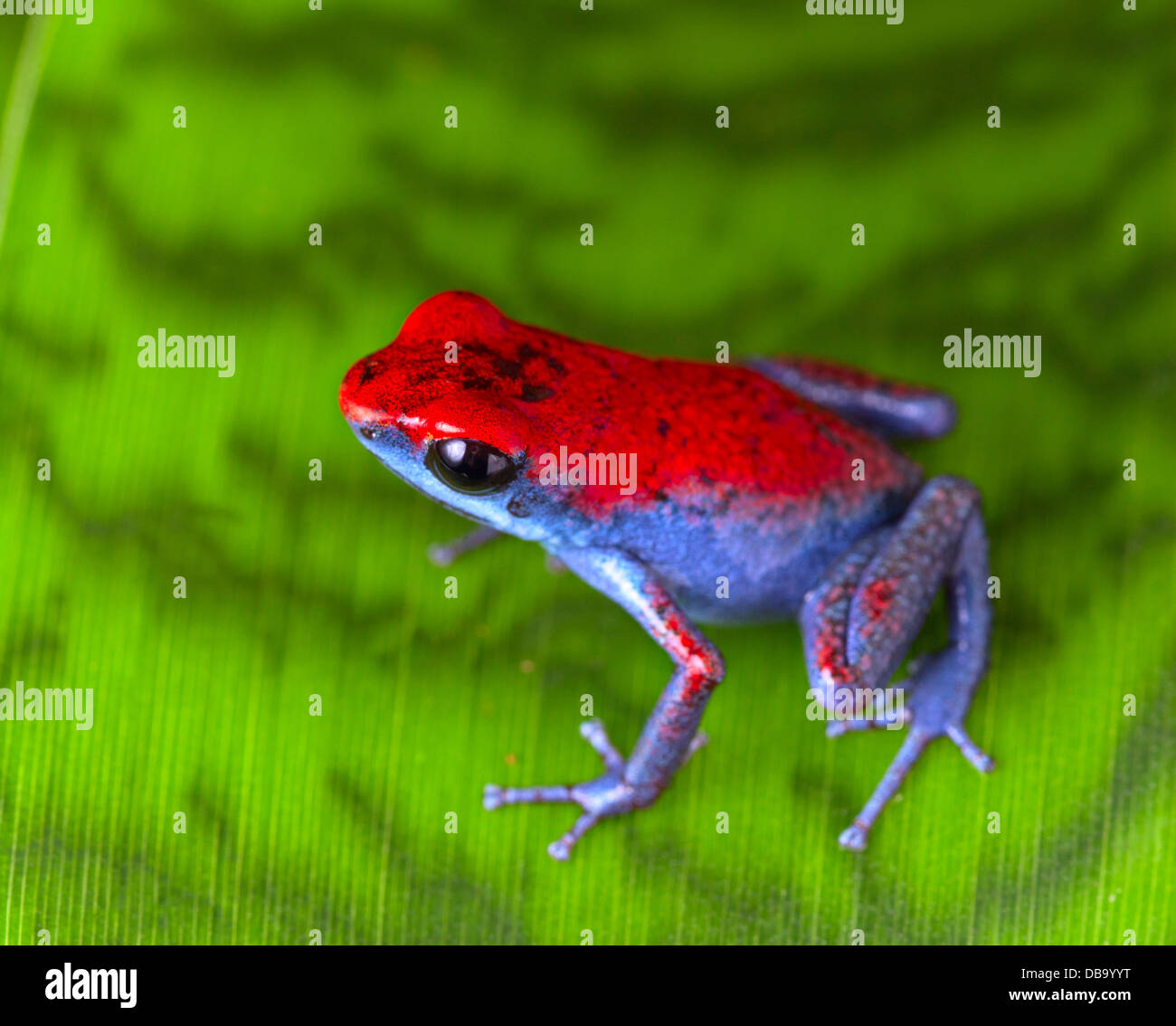 Rosso Blu strawberry poison dart frog Oophaga pumilio (Escudo) anfibio della foresta pluviale tropicale di Bocas del Toro area in Panama Foto Stock