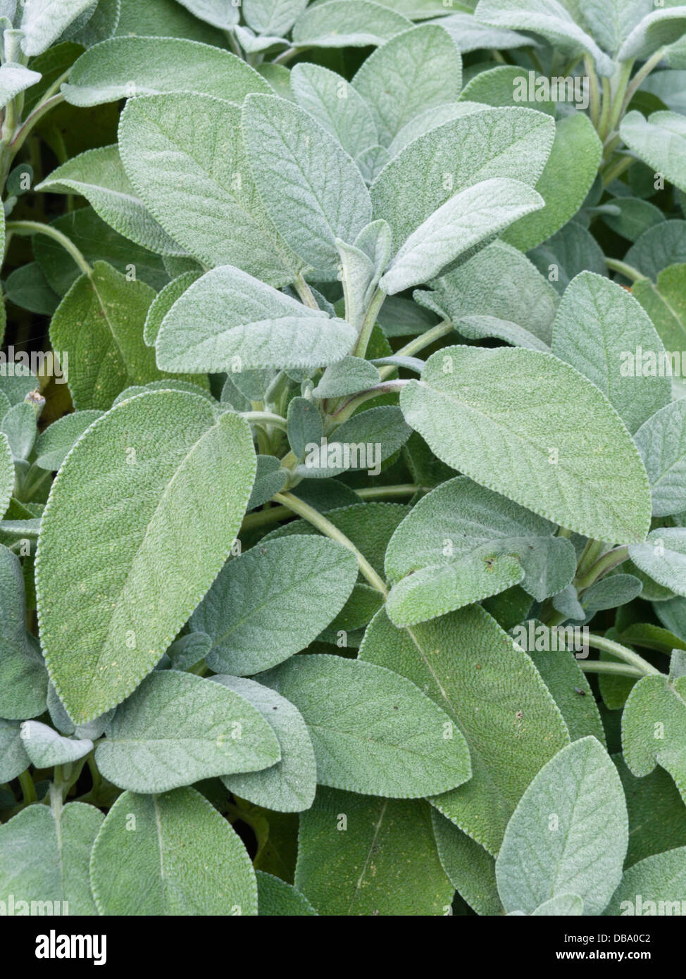 Comune di salvia (Salvia officinalis 'culinaria') Foto Stock