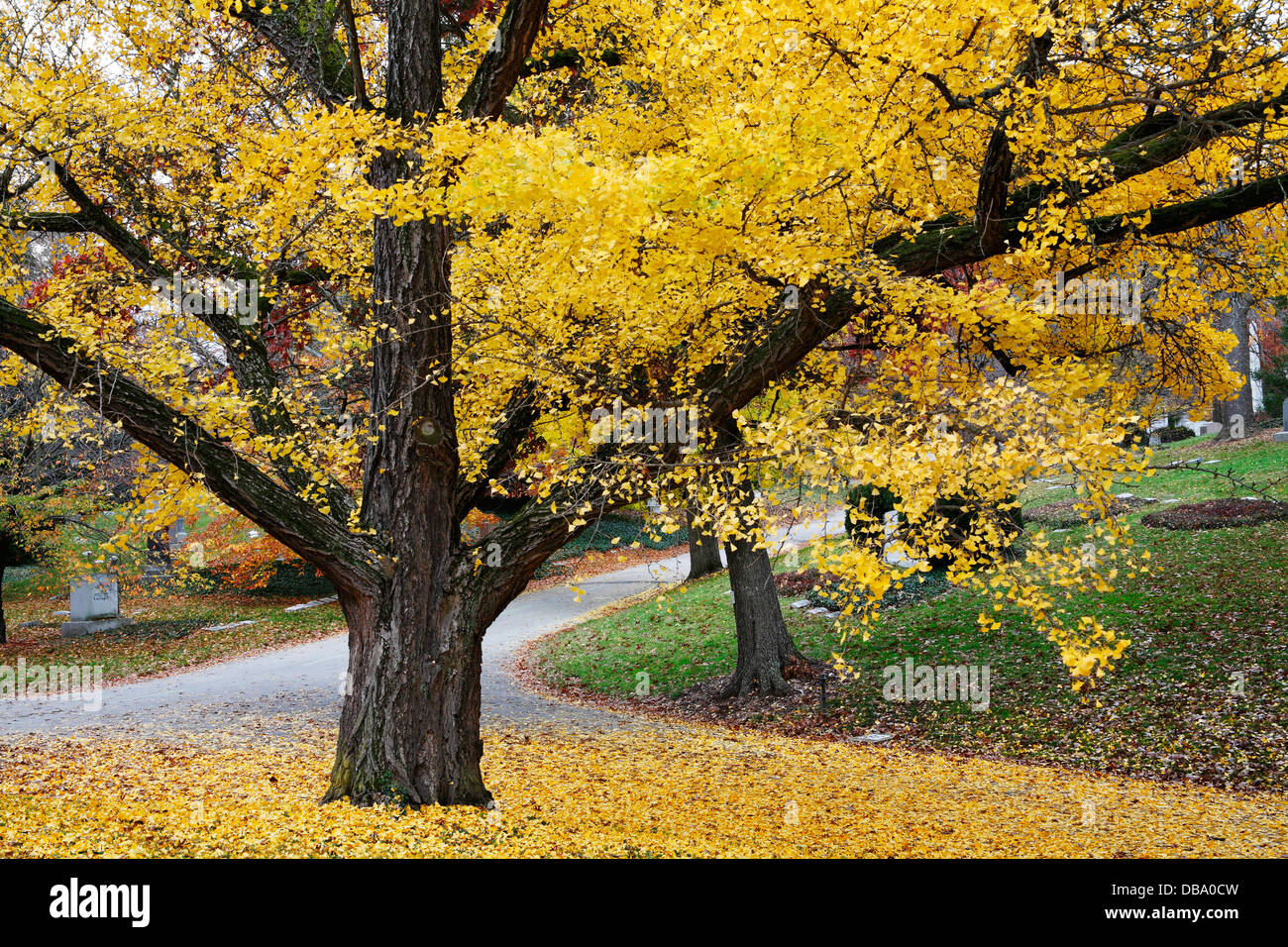 Un vecchio albero fornisce una fiammante giallo tettoia sopra una tranquilla strada cimitero in autunno, Southwestern Ohio, Stati Uniti d'America Foto Stock