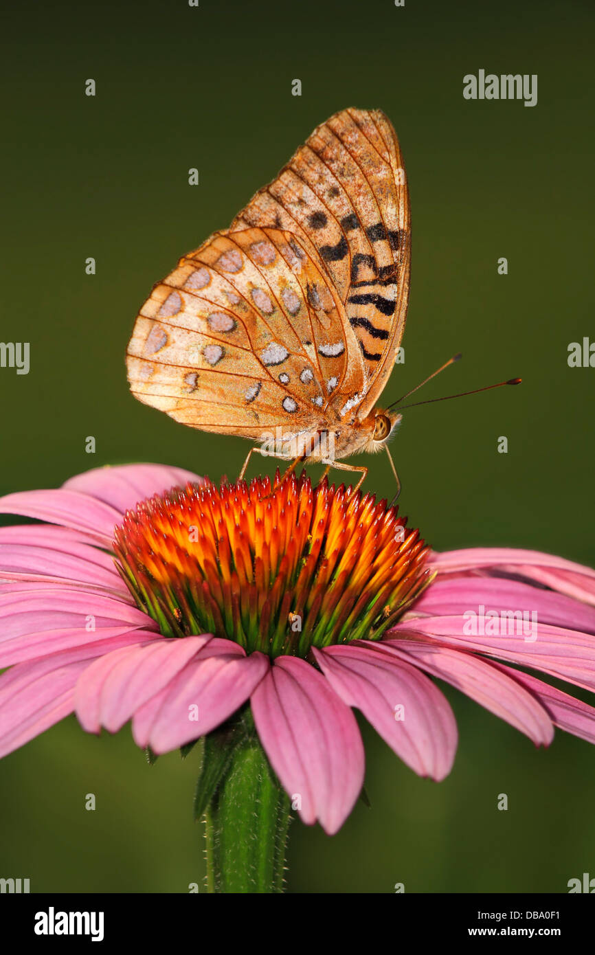 Una farfalla, il grande Lamas Fritillary, Speyeria cibele su un viola Coneflower, Southwestern Ohio, Stati Uniti d'America Foto Stock