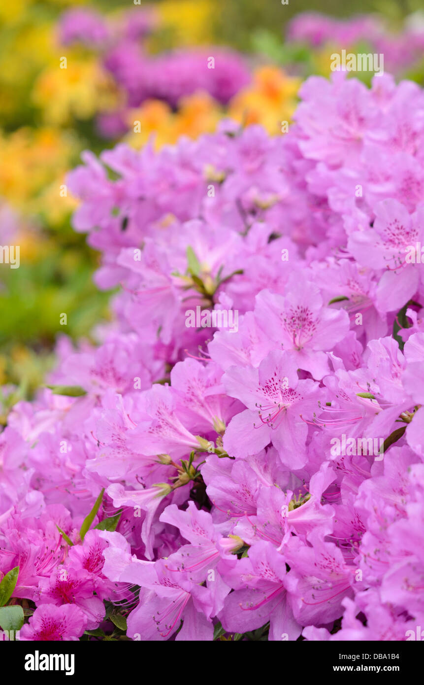 Azalea (Rhododendron) Foto Stock