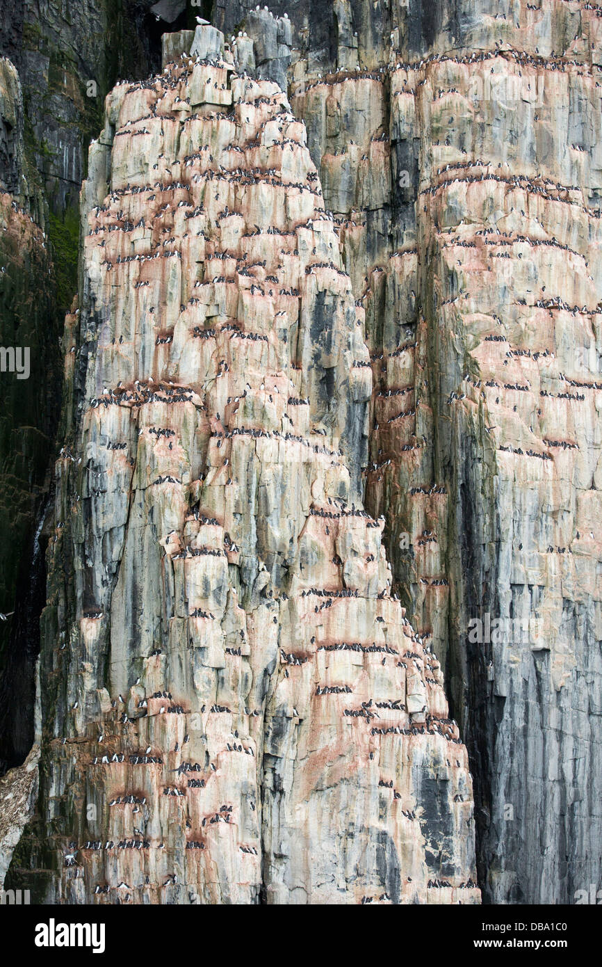 Di nidificazione di uccelli marini scogliere a Aalkefjellet 79 ̊ 36'N 18 ̊ 27'e Hinlopenstretet Spitsbergen; Svalbard, Foto Stock