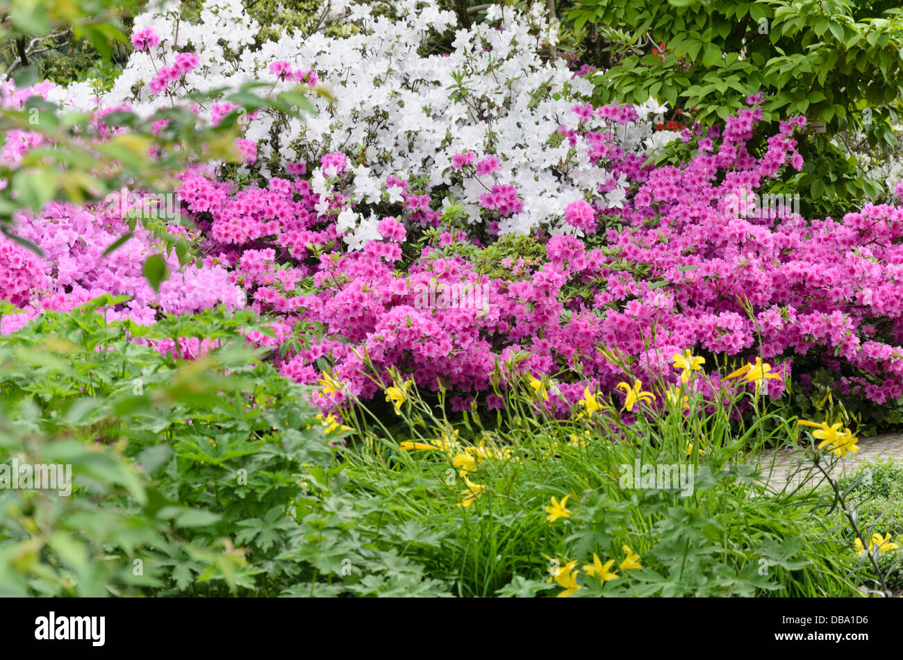 Azalee (Rhododendron) Foto Stock