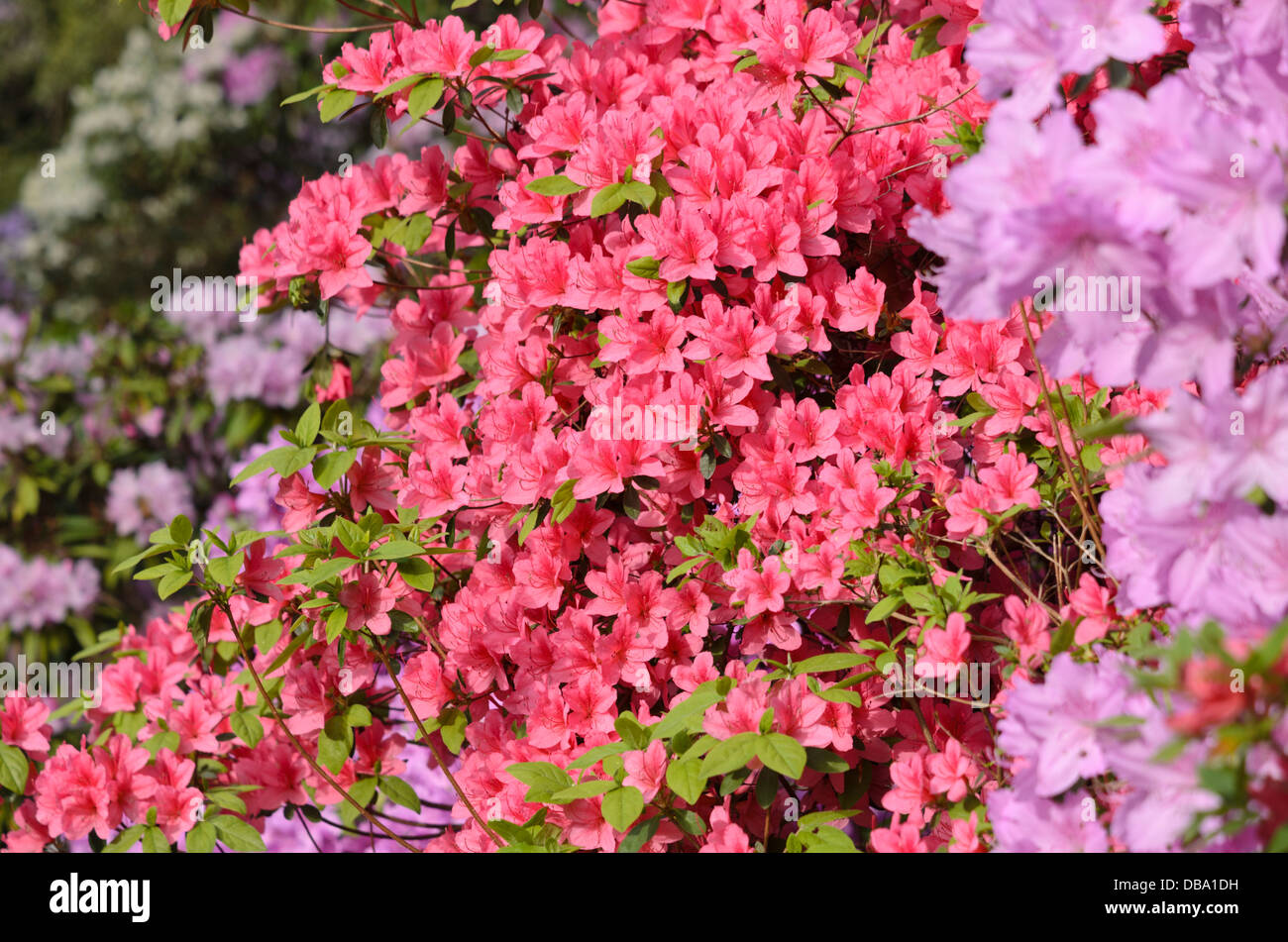 Azalee (Rhododendron) Foto Stock