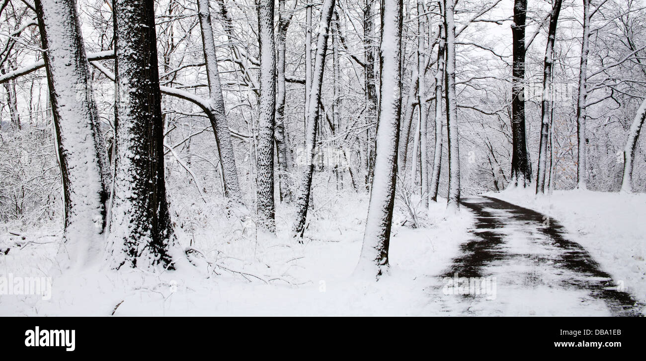 Coperta di neve alberi e un percorso a piedi attraverso i boschi durante l'Inverno nel parco, Sharon boschi, Southwestern Ohio, Stati Uniti d'America Foto Stock