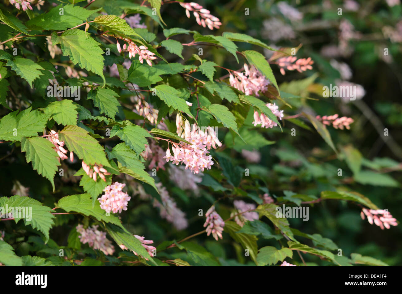 Neillia thibetica syn. neillia longiracemosa Foto Stock