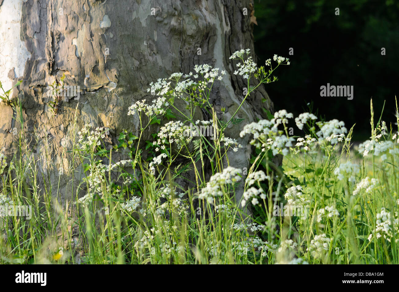 Cerfoglio selvatico (anthriscus sylvestris) Foto Stock