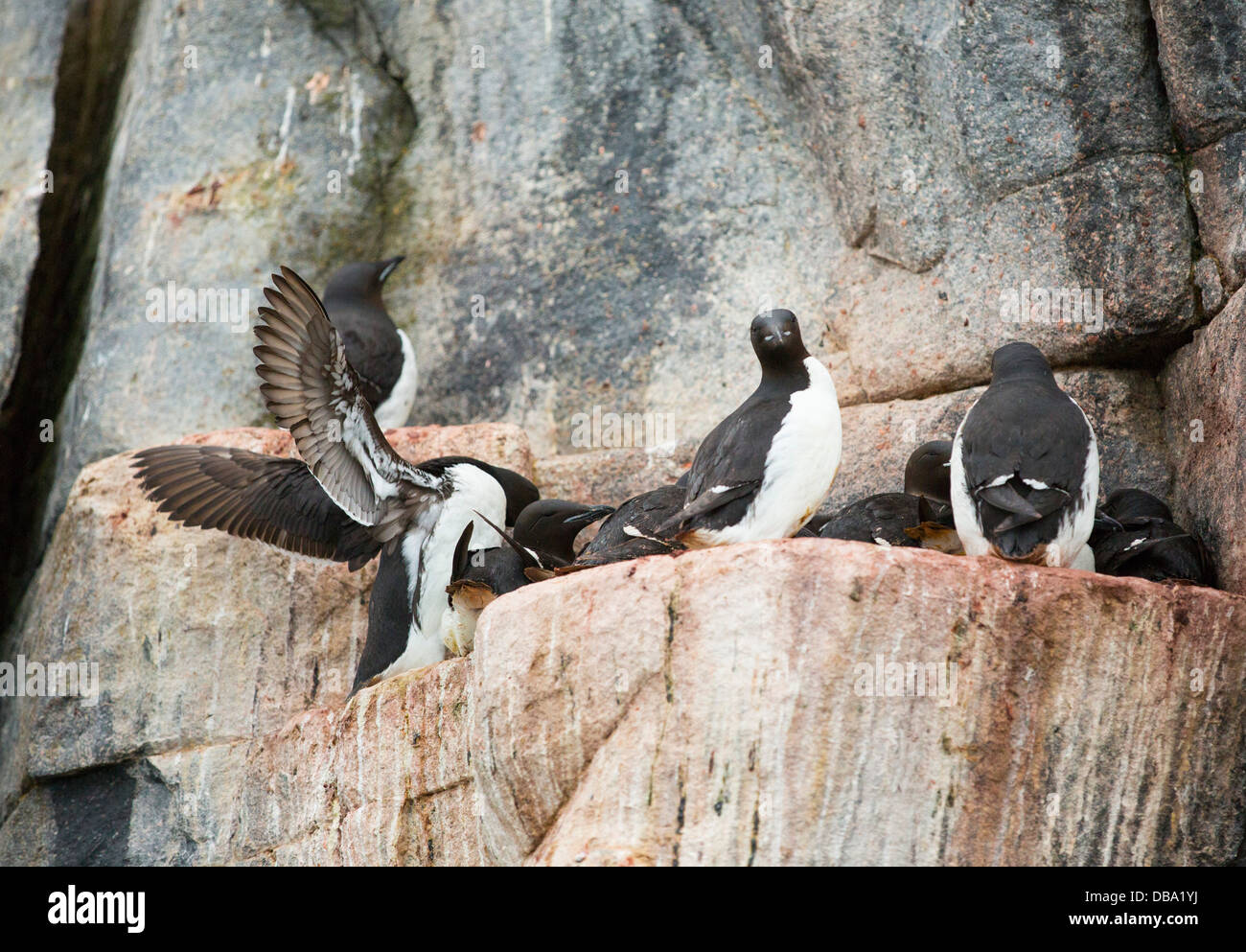 Di nidificazione di uccelli marini scogliere a Aalkefjellet 79 ̊ 36'N 18 ̊ 27'e Hinlopenstretet Spitsbergen; Svalbard, Foto Stock