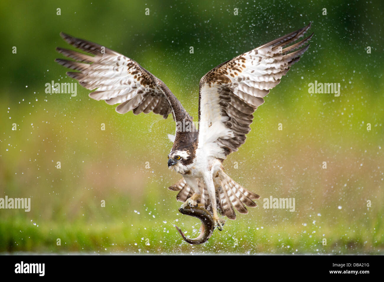 Falco pescatore (Pandion haliaetus) pesca, Cairngorms National Park, Scotland, Regno Unito Foto Stock