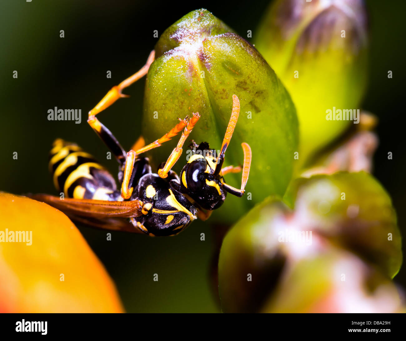 Vespula vulgaris, giacca gialla wasp su gemme daylily in Chicago IL GIARDINO Lurie in luglio. Foto Stock