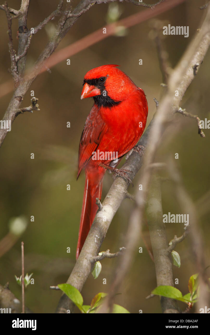 Un uccello rosso, il nord del Cardinale maschio incorniciato dai ramoscelli e rami, Cardinalis cardinalis Foto Stock