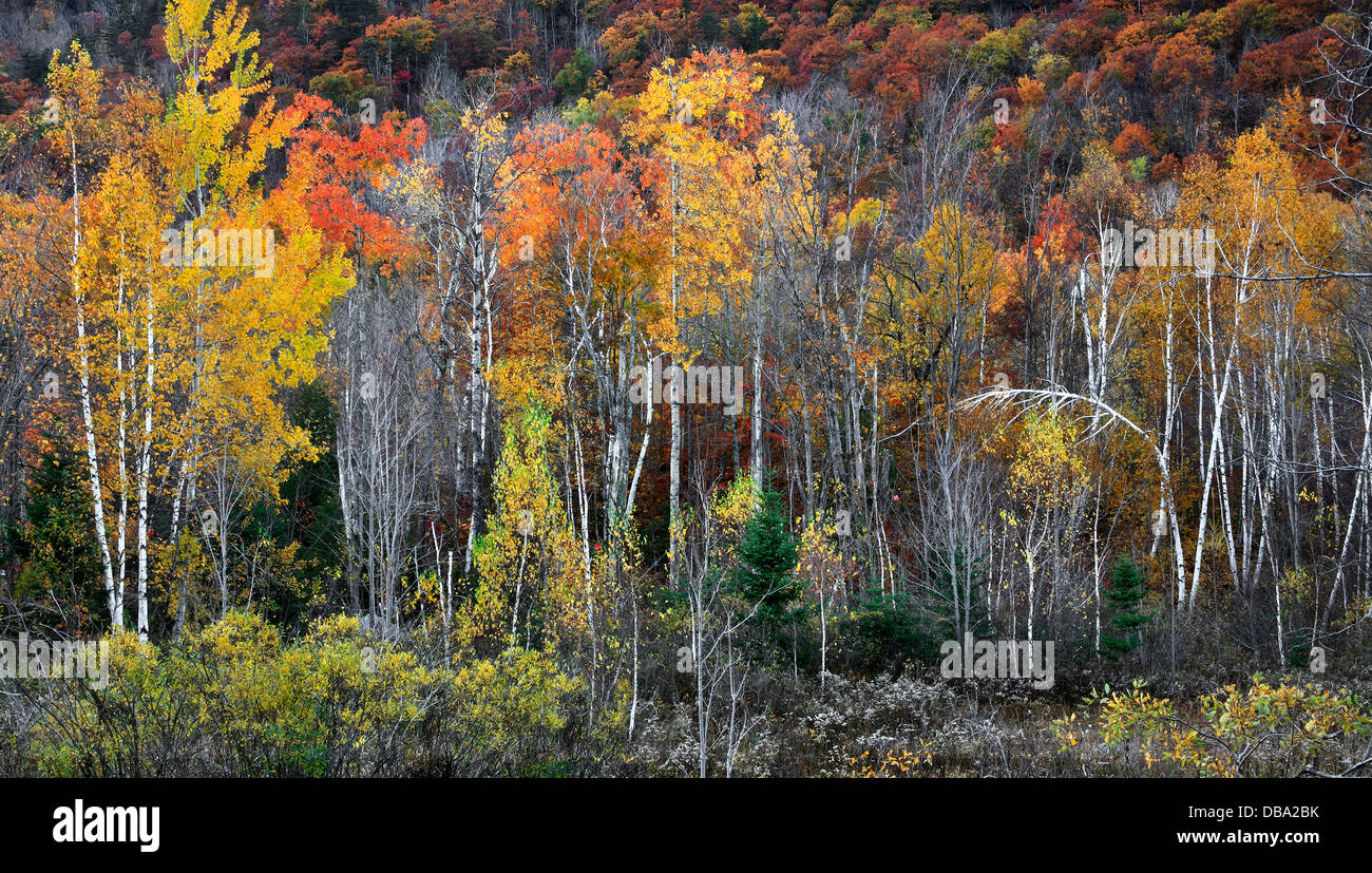 I colori dell'autunno adornano le piste e la pedemontana in Montagne Adirondack, dello Stato di New York, Stati Uniti d'America Foto Stock