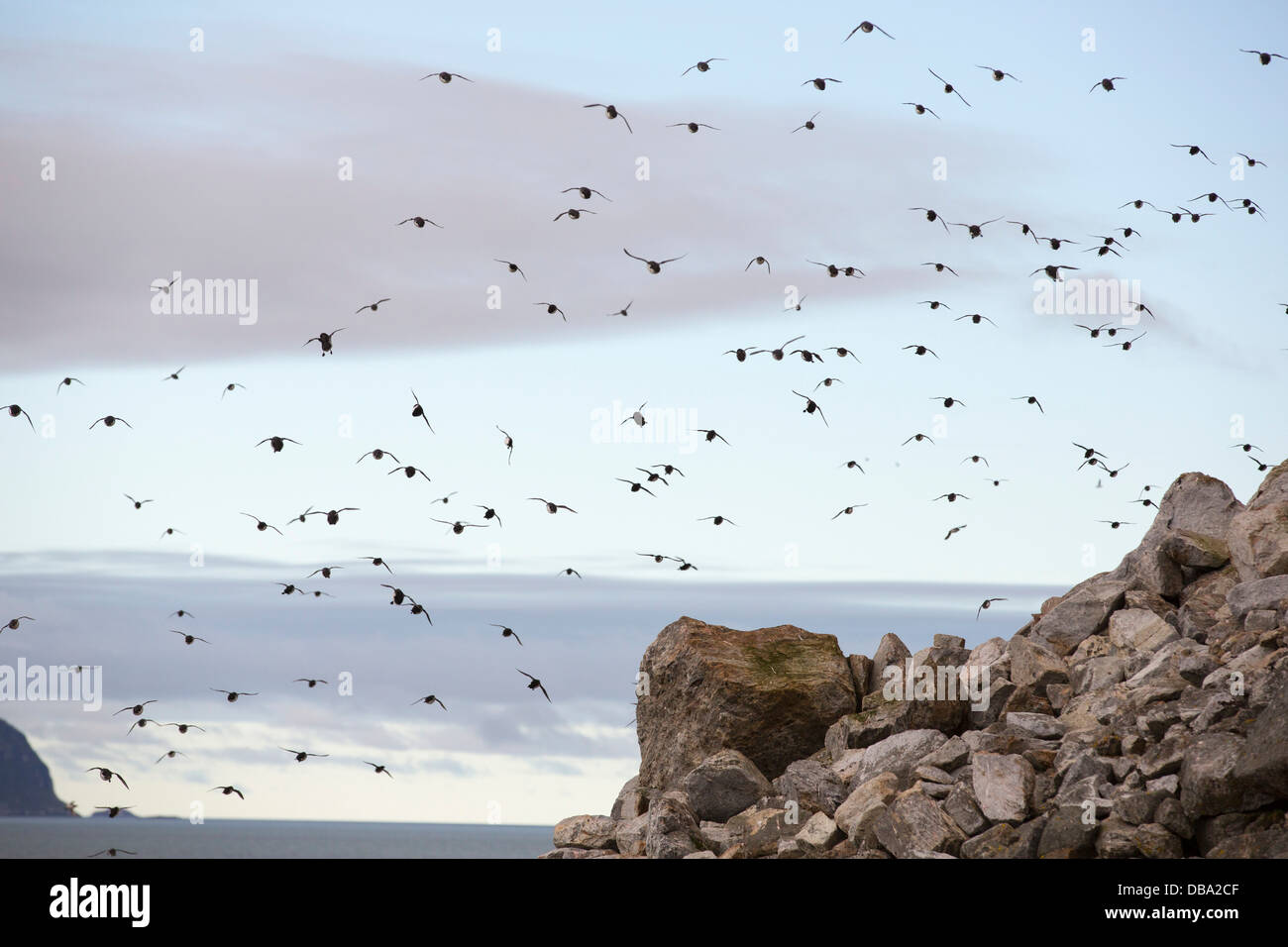 Poco Auks o Dovekie (Alle alle) ad una colonia nidificazione a Sallyhamna (79°51' N 11°23'e) sulla costa nord di Spitsbergen, Foto Stock