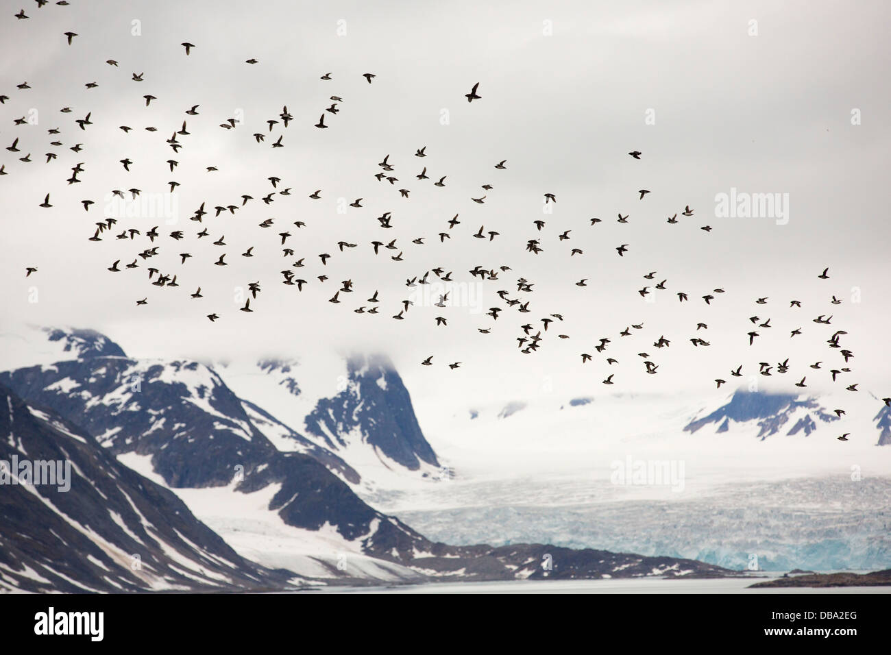 Poco Auks o Dovekie (Alle alle) ad una colonia nidificazione a Sallyhamna (79°51' N 11°23'e) sulla costa nord di Spitsbergen, Foto Stock