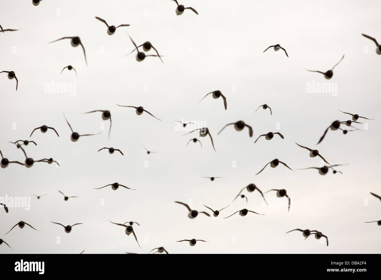 Poco Auks o Dovekie (Alle alle) ad una colonia nidificazione a Sallyhamna (79°51' N 11°23'e) sulla costa nord di Spitsbergen, Foto Stock