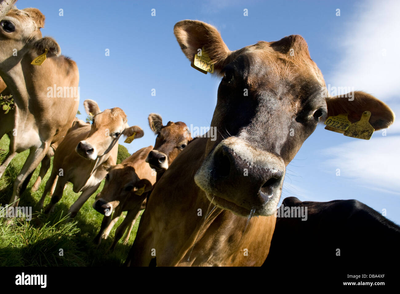 Allevamento di curioso mucche Jersey; Dumfries & Galloway, Scozia Foto Stock