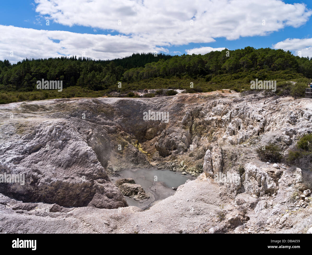 dh Wai o Tapu Thermal Wonderland WAIOTAPU NEW ZEALAND Volcanic Paesaggio geotermico Uccelli nido cratere nz vent rotorua Foto Stock