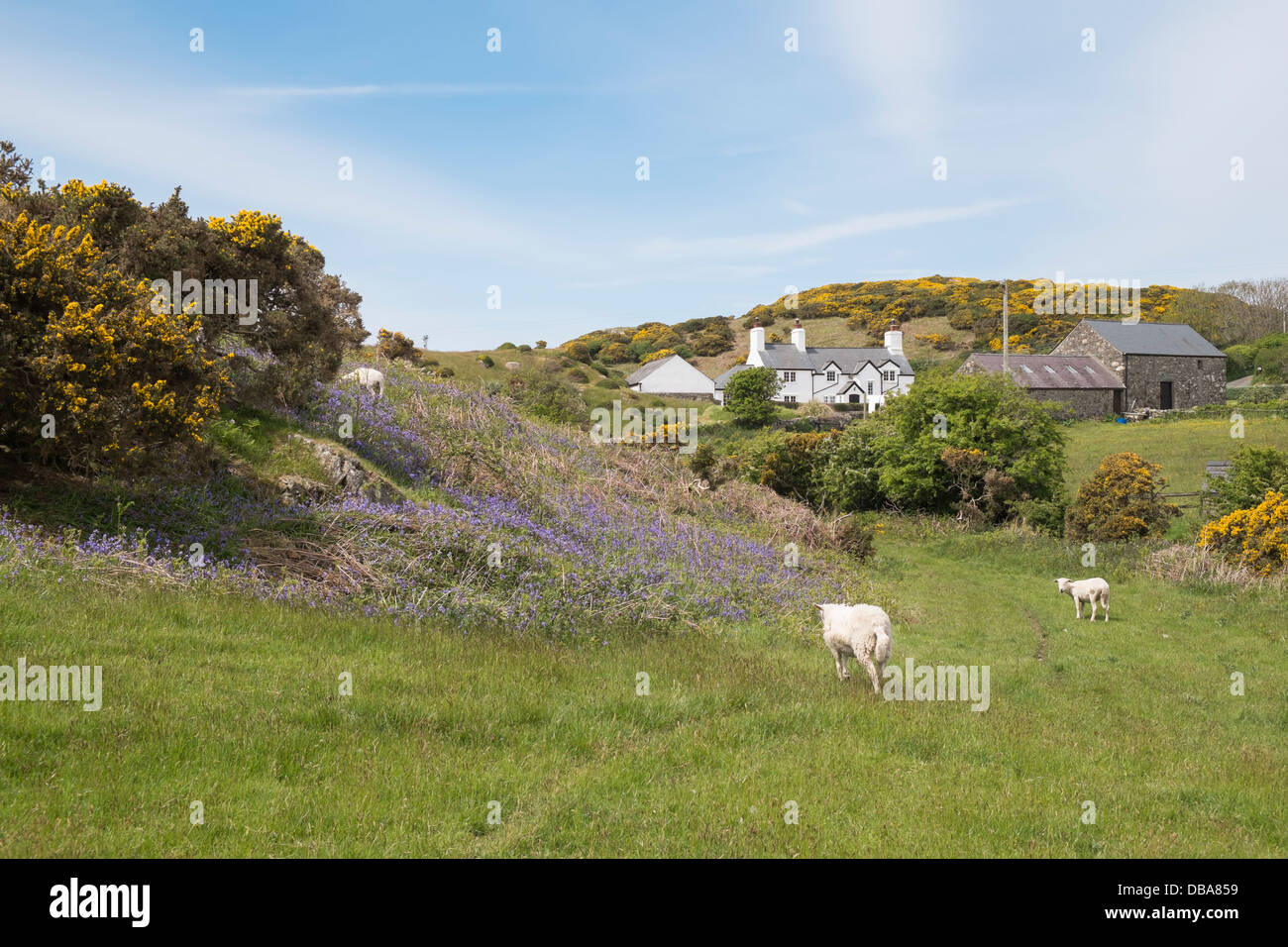 Paese di scena in primavera con bluebells le pecore e gli agnelli in una fattoria vicino a Cemaes, Isola di Anglesey, Galles del Nord, Regno Unito, Gran Bretagna Foto Stock