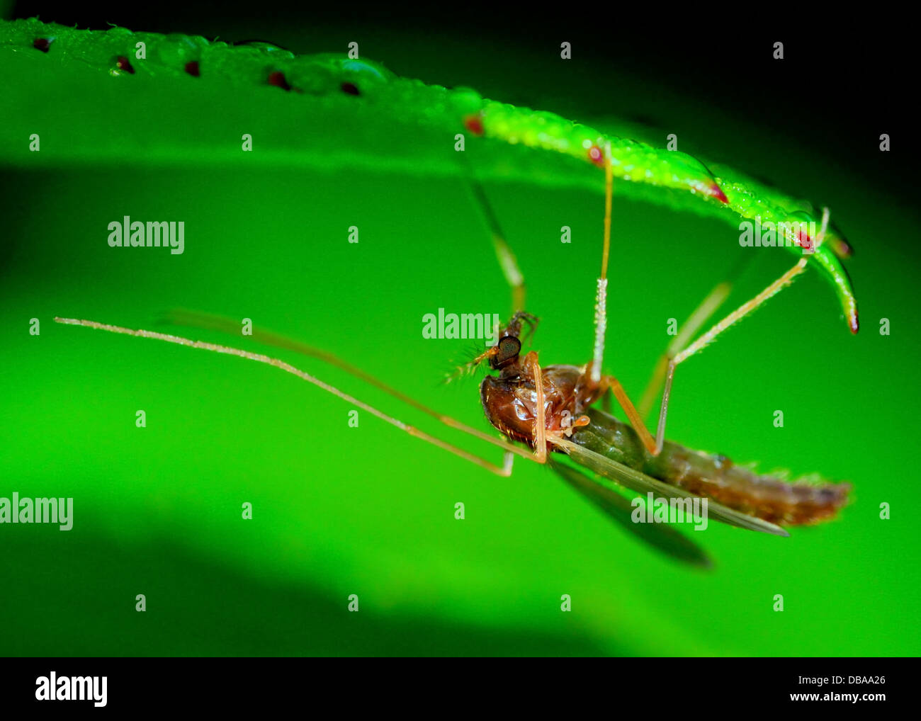 Una zanzara arroccato sotto una pianta a foglia. Foto Stock
