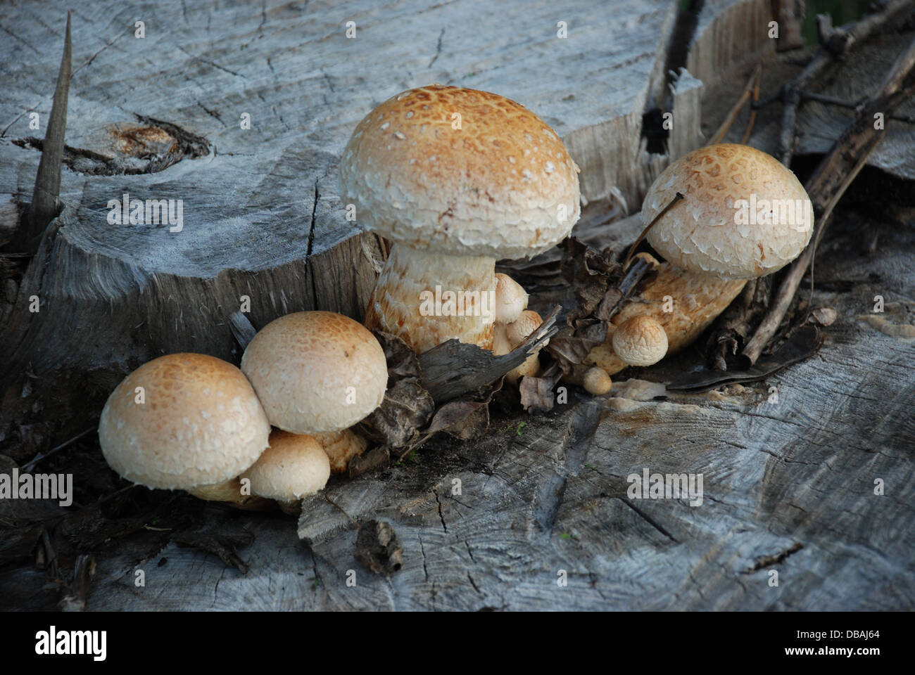 Famiglia di funghi sul vecchio ceppo nella foresta. Foto Stock