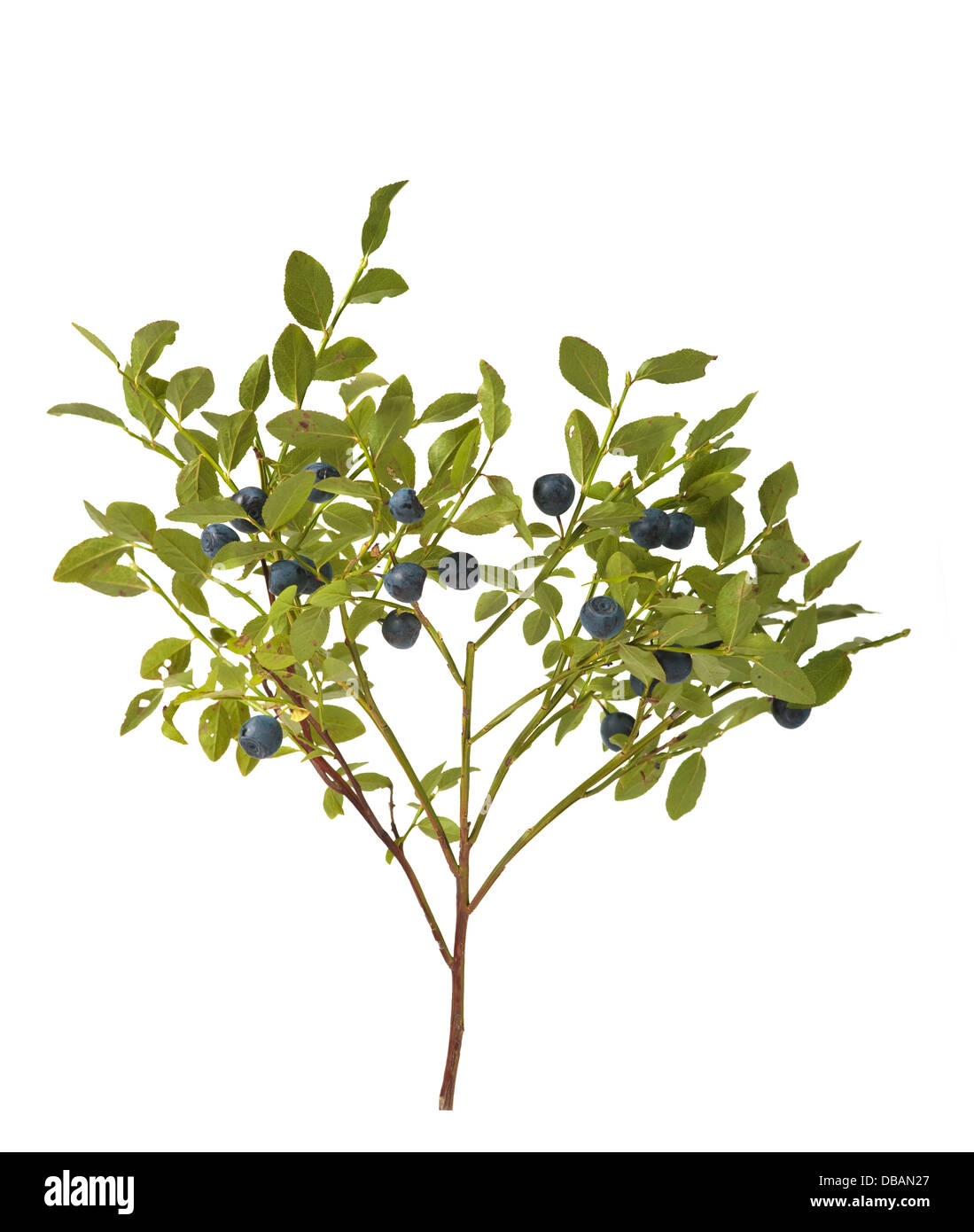 Mirtillo bush con frutti di bosco su sfondo bianco Foto Stock