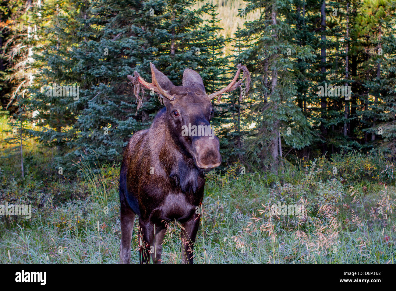 Alci (Alces alces) torello alci, con il velluto pendenti da nuovi palchi. Area Smith-Dorian, Alberta, Canada Foto Stock