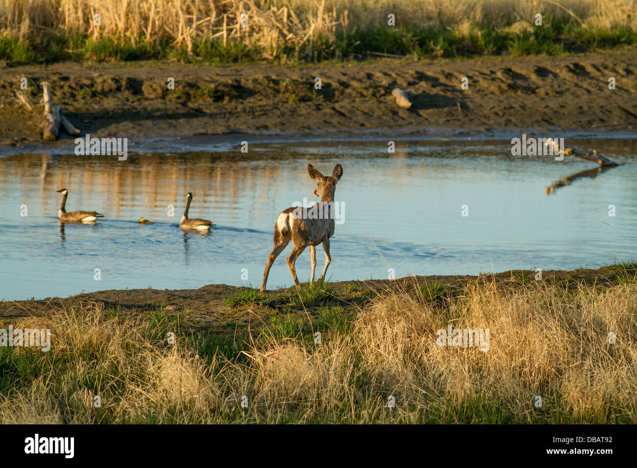 Mule Deer (Odocoileus hemionus) Mule Deer guardando le oche come passeggiate lungo il Fiume Bow. Il Fiume Bow, Alberta, Canada Foto Stock