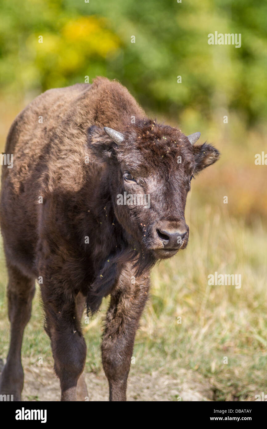 Pianure (Bison bison bison bison) maschile giovane vitello di bufalo alla Elk Island Park National Park, Alberta, Canada Foto Stock Pianure (Bison bison bison bison) maschile giovane vitello di bufalo alla Elk Island Park National Park, Alberta, Canada Foto Stock