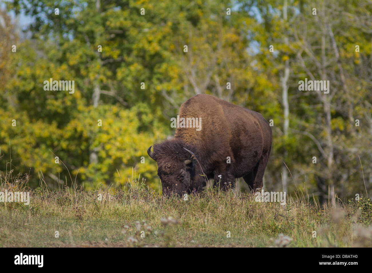 Pianure (Bison bison bison bison) maschio Buffalo pascolo a Elk Island National Park, Alberta, Canada Foto Stock Pianure (Bison bison bison bison) maschio Buffalo pascolo a Elk Island National Park, Alberta, Canada Foto Stock