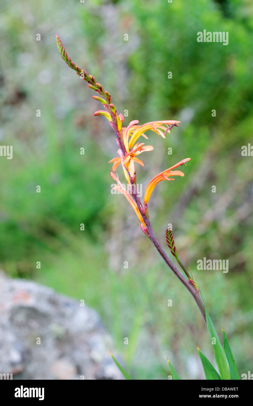 Cobra Lily (Chasmanthe aethiopica) - Famiglia di Iris, Cape Town, Sud Africa Foto Stock
