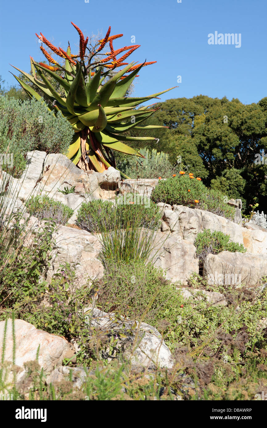 Flat-Flowered Aloe o Mountain aloe (Aloe marlothii), Cape Town, Sud Africa Foto Stock
