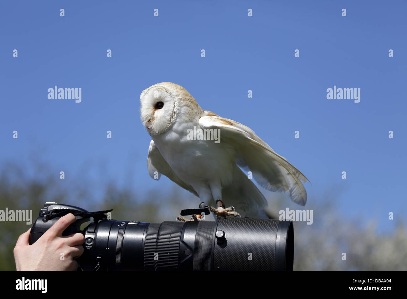 Il barbagianni, Tyto alba; sulla lente della fotocamera; Cornovaglia; Regno Unito Foto Stock