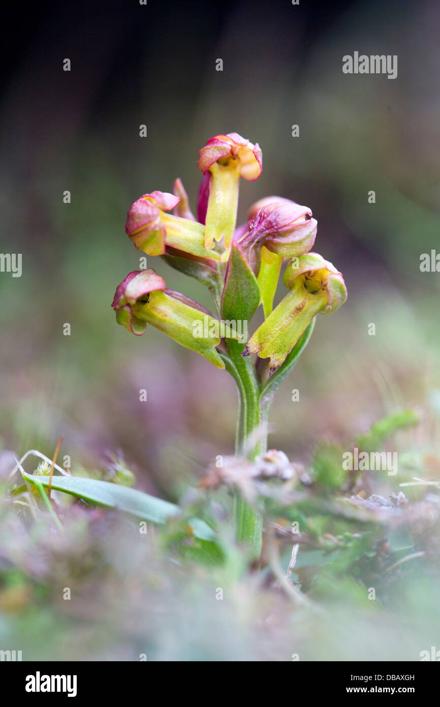 Frog Orchid; Coeloglossum viride; appassionati di Hamar;; Unst Shetland; Regno Unito Foto Stock