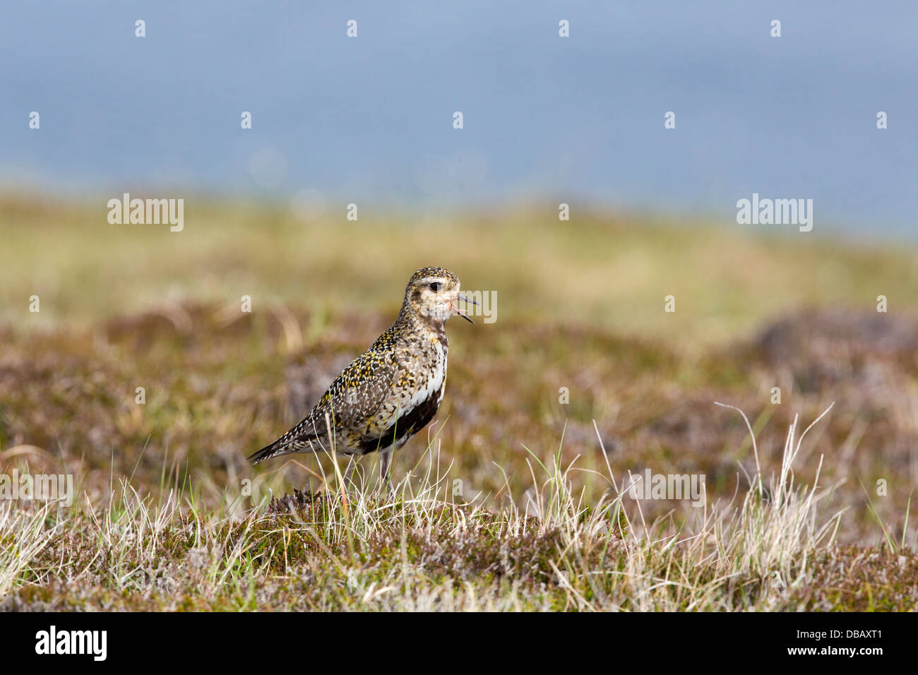 Golden Plover; Pluvialis apricaria; Shetland; estate; Regno Unito Foto Stock