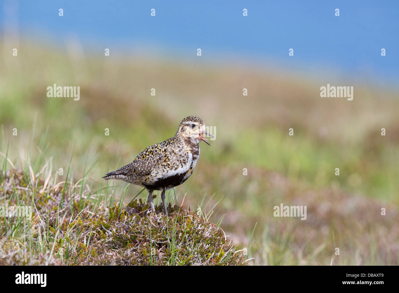 Golden Plover; Pluvialis apricaria; Shetland; estate; Regno Unito Foto Stock