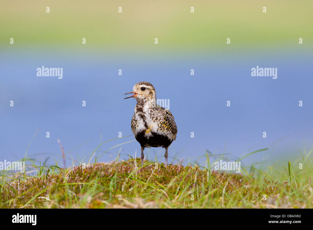 Golden Plover; Pluvialis apricaria; Shetland; estate; Regno Unito Foto Stock