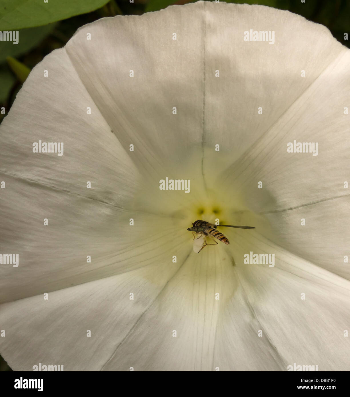 Alimentazione Hoverfly su nectar in hedge centinodia fiore Foto Stock