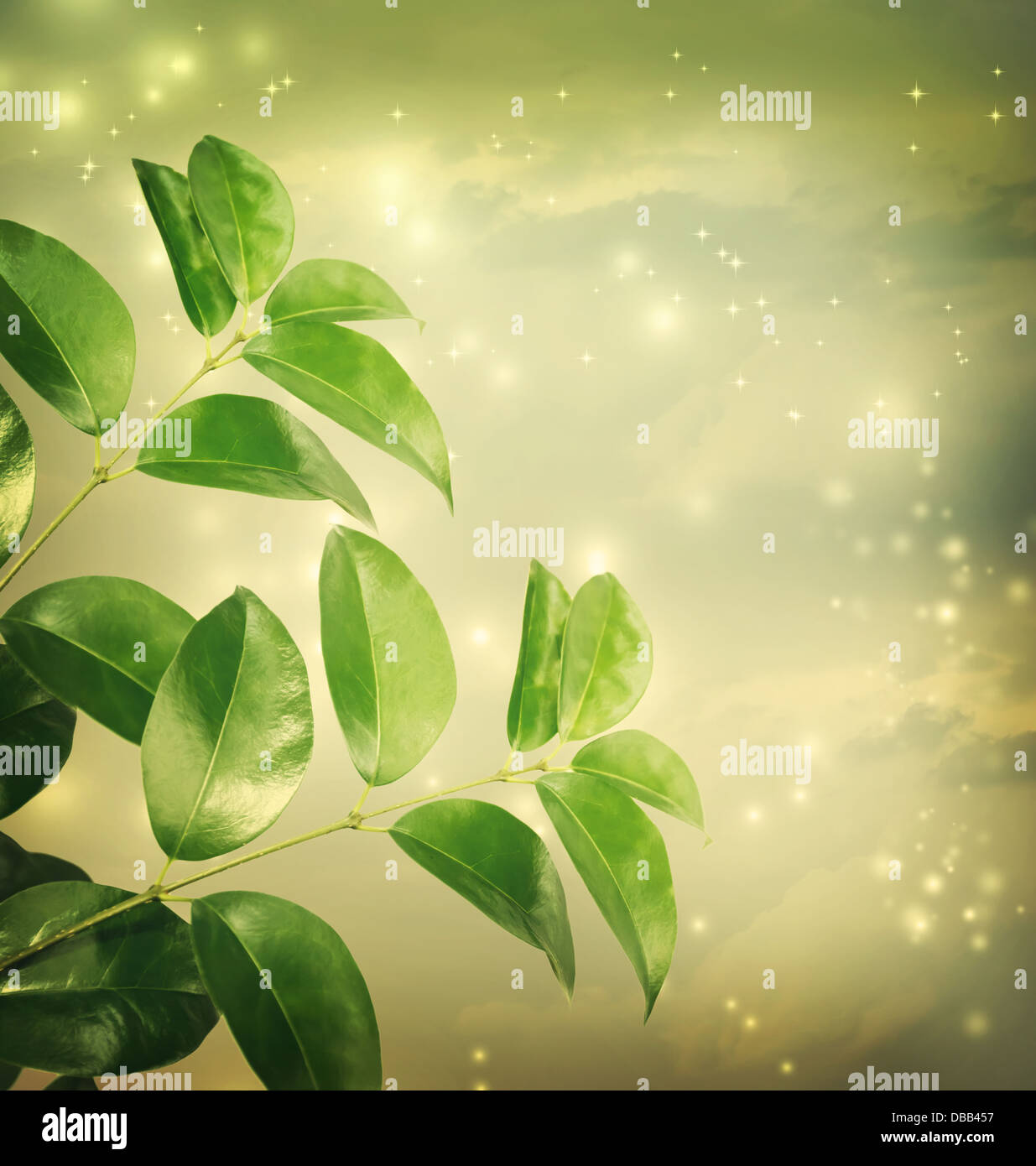 Stella verde sullo sfondo delle luci con foglie close up Foto Stock