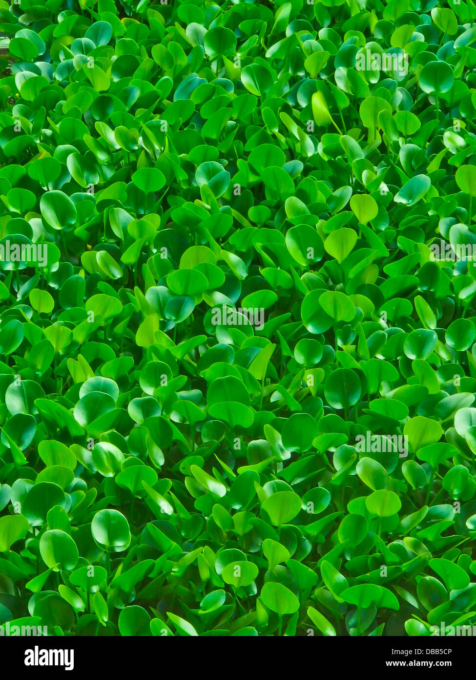 Verde primavera, fresche e vitalità, giacinto di acqua Foto Stock