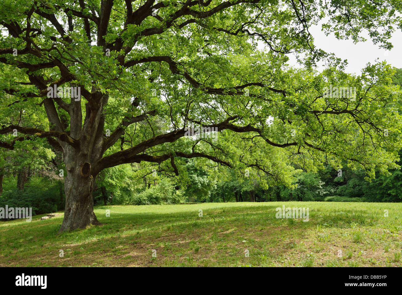 Grande albero di quercia nel parco con inizio primavera foglie verdi Foto Stock