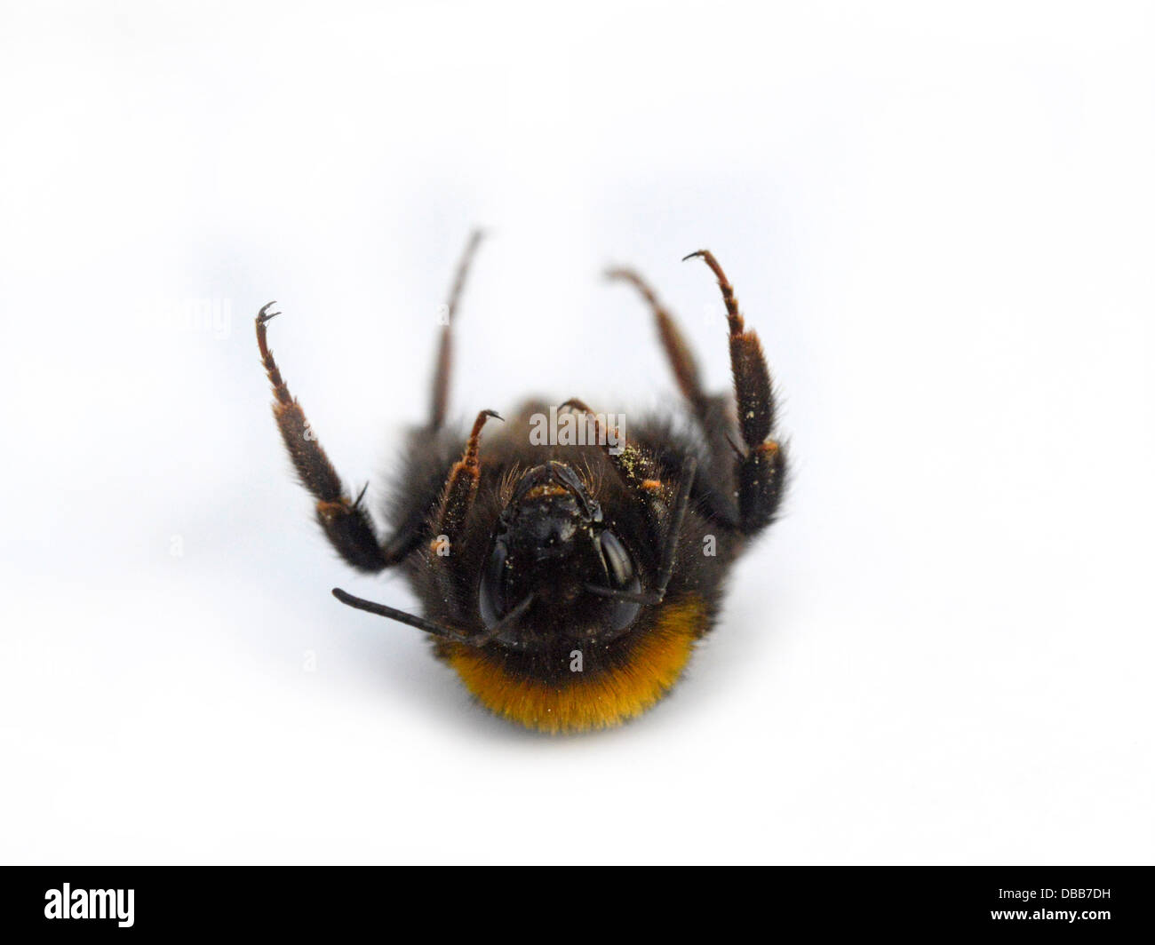 Un bumlebee morto che giace sulla schiena. Foto Stock