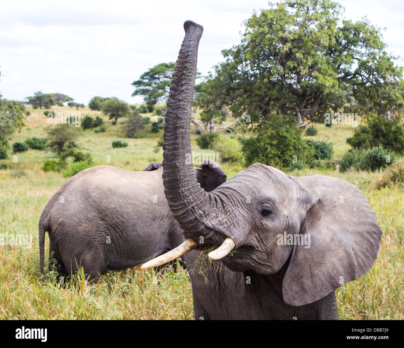 I giovani dell' elefante africano mangiare erba con tronco sollevato nel Parco Nazionale di Tarangire e, Tanzania Africa Foto Stock