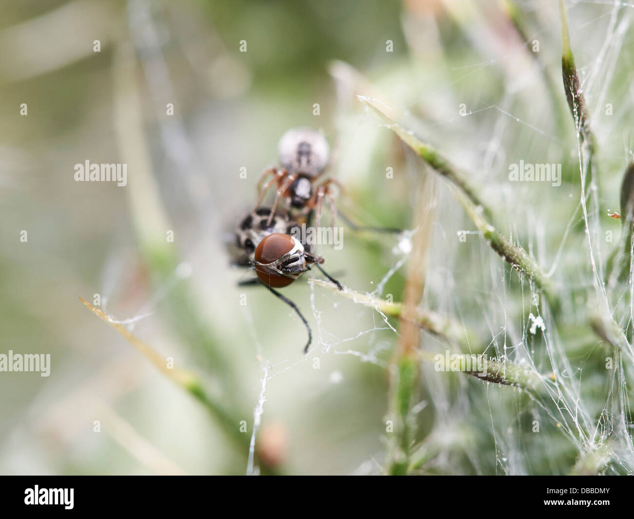 Fly catturati nella tela di ragno Foto Stock